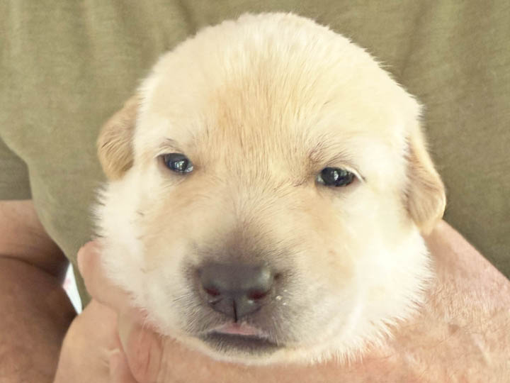 chinook puppy